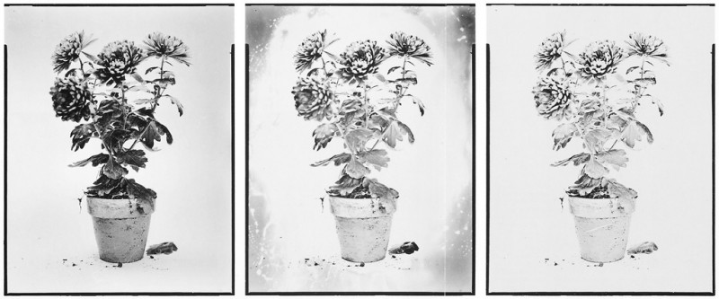 Kelly Lycan, Sans titre (de la série Green House Plants), épreuves sur pellicules orthochromatiques de formats variables. © Kelly Lycan