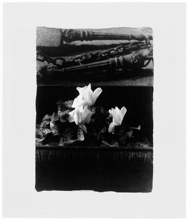 Ginette Bouchard, Floris Umbra n° IV, 1995, 65 x 77 cm, émulsion au palladium sur papier Rives BFK. © Ginette Bouchard