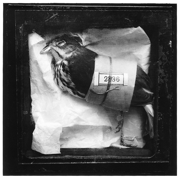 Loren Williams, Sans titre, de la série Cabinet de curiosités, preuves couleurs et étagères de bois, 20 x 22 cm, 1995. © Loren Williams