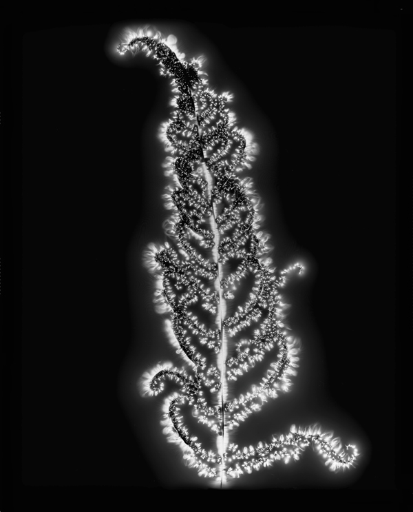 Marie-Jeanne Musiol , image d’origine : Dryoptéride, tirage d’après un négatif 20 x 25 cm, électrophotographie, 2005. © Marie-Jeanne Musiol