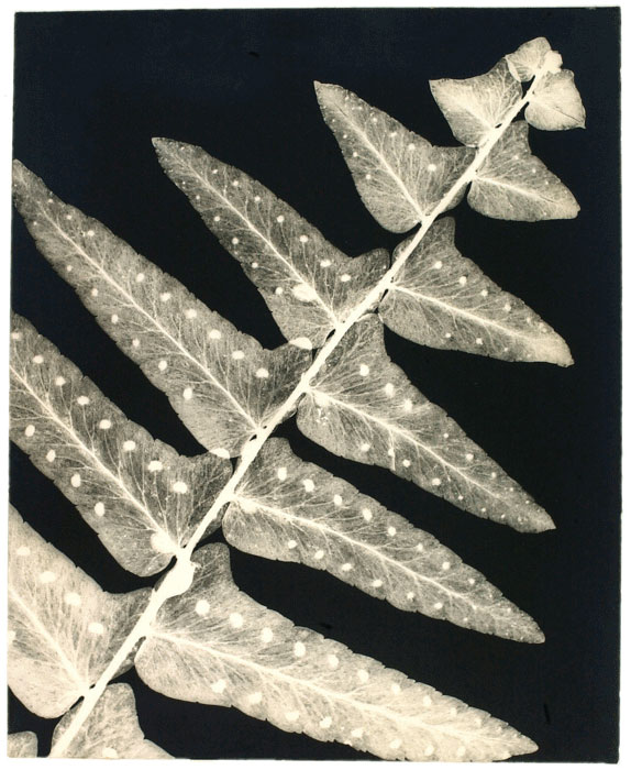 Omer Parent, Fougère, v. 1934, épreuve argentique / gelatin silver print, 24,8 x 20,1 cm, Musée national des beaux-arts du Québec. © Omer Parent