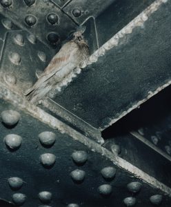 Stephen Gill, Pigeons - Iain Sinclair, Pêcher sous un pont