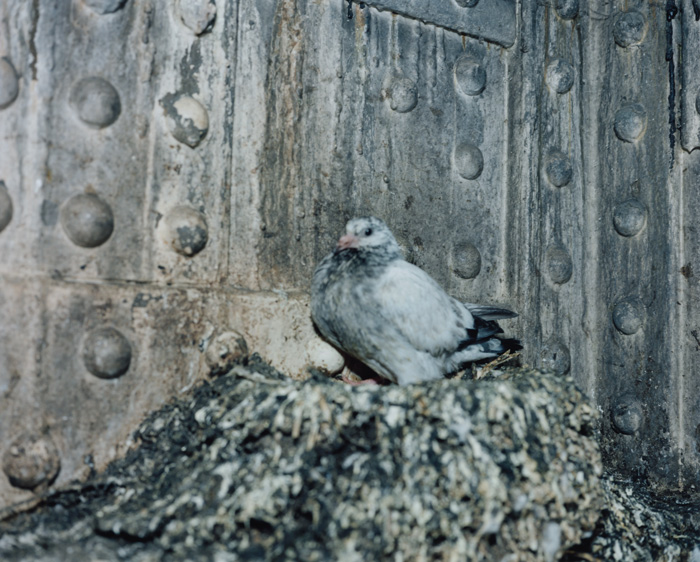 Stephen Gill, from the series / de la série Pigeons, 2012, c-prints / épreuves chromogènes, 28 x 35 cm, courtesy of the artist / permission de l’artiste