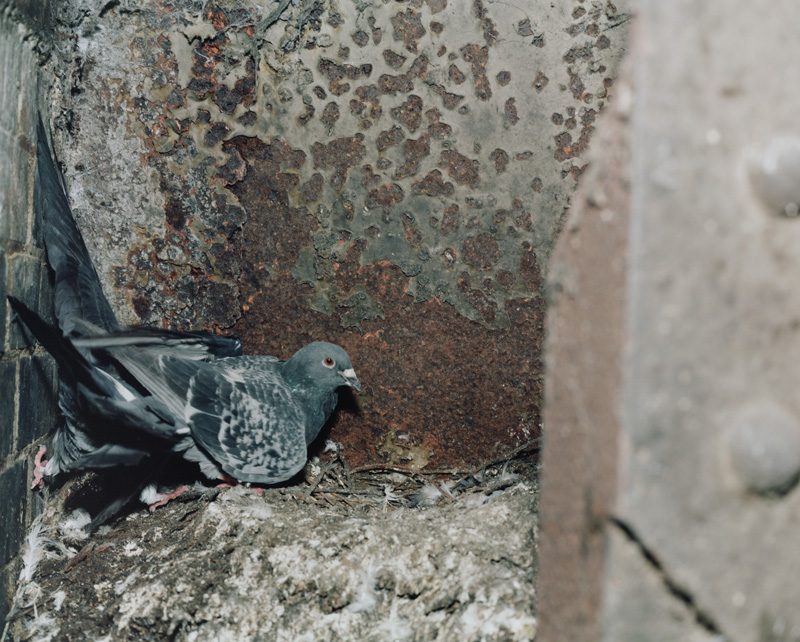 Stephen Gill, from the series / de la série Pigeons, 2012, c-prints / épreuves chromogènes, 28 x 35 cm, courtesy of the artist / permission de l’artiste