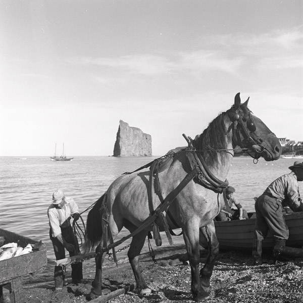 Lida Moser, Pêcheurs chargeant la morue fraîche sur la grève, à Percé, 1950. BAnQ (P728S1D1P1401)