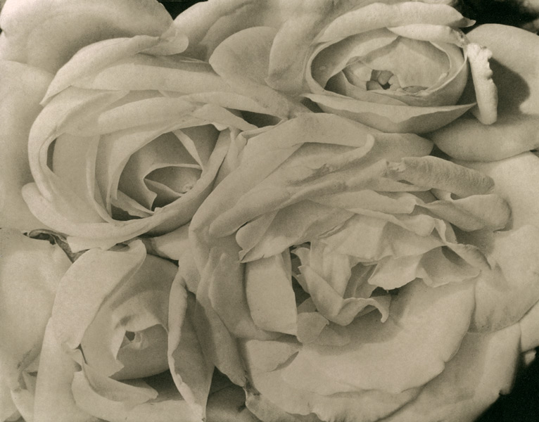 Tina Modotti, Roses, 1924